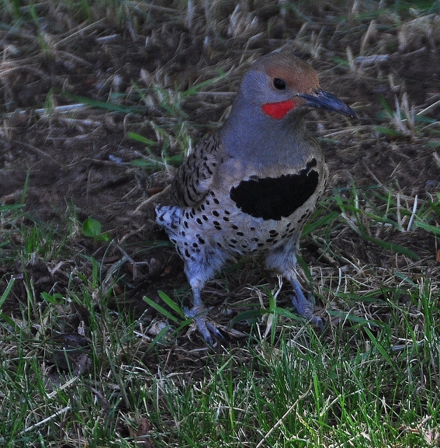 A northern flicker 